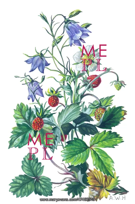  : Wild Strawberry and Harebell