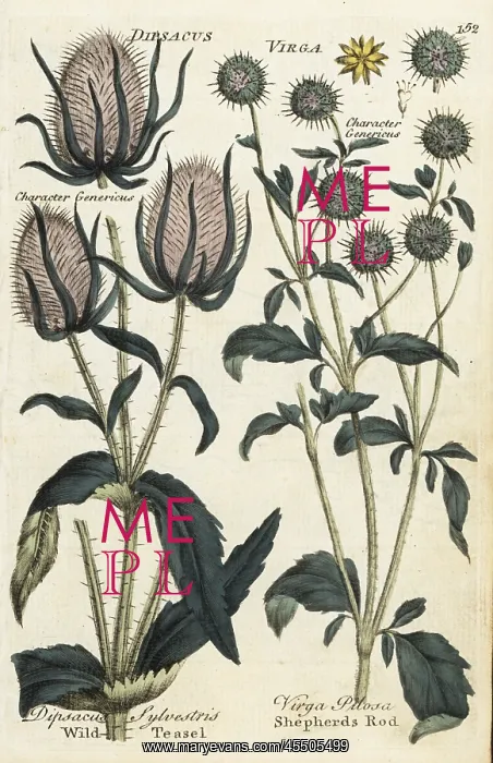 : Wild teasel, Dipsacus sylvestris, and shepherds : Wild teasel, Dipsacus sylvestris, and shepherds