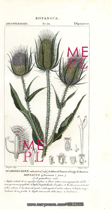 : Wild teasel or fuller's teasel, Dipsacus fullonum : Wild teasel or fuller's teasel, Dipsacus fullonum