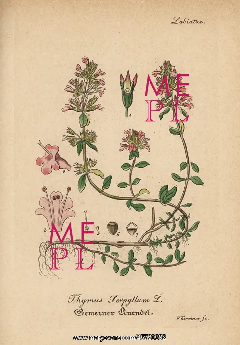 : Wild thyme, Thymus serpyllum : Wild thyme, Thymus serpyllum