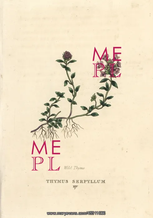 : Wild thyme, Thymus serpyllum : Wild thyme, Thymus serpyllum