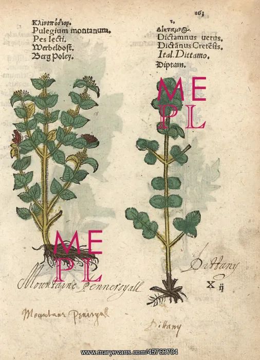 : Wild thyme, Thymus serpyllum, and dittany : Wild thyme, Thymus serpyllum, and dittany