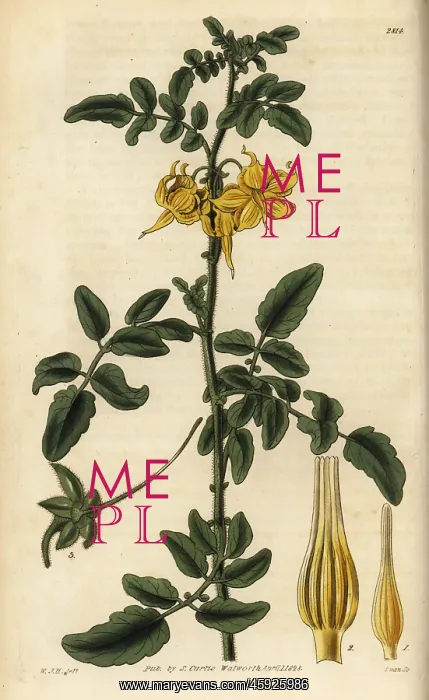 : Wild tomato, Solanum peruvianum : Wild tomato, Solanum peruvianum