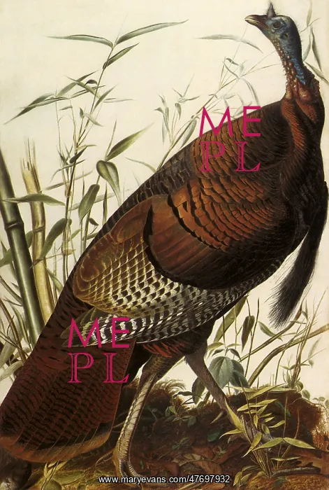  : Wild Turkey