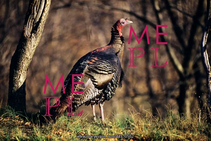  : Wild turkey standing on grass in woods