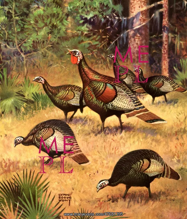 : Wild Turkeys : Wild Turkeys