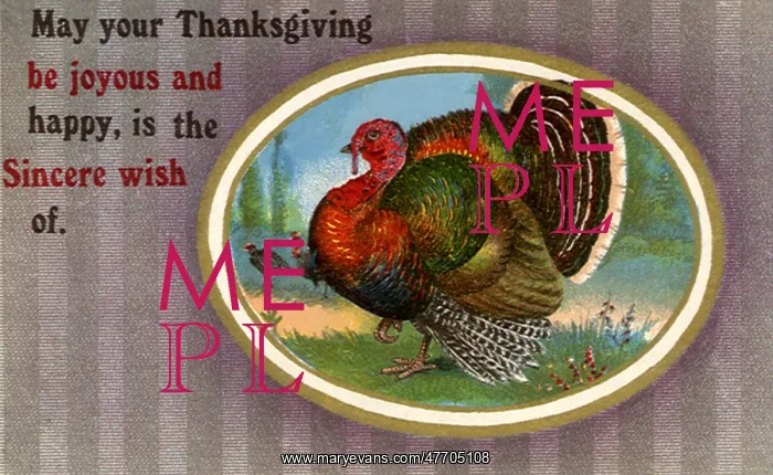  : Wild Turkeys