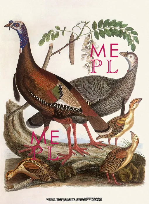  : Wild Turkeys
