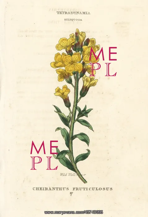 : Wild wallflower, Matthiola fruticulosa : Wild wallflower, Matthiola fruticulosa