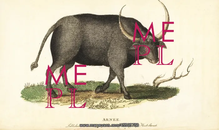 : Wild water buffalo, Bubalus arnee : Wild water buffalo, Bubalus arnee