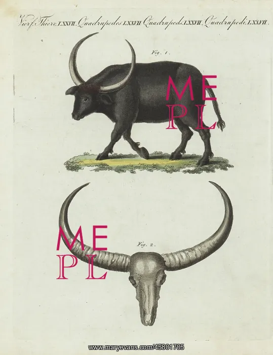 : Wild water buffalo, Bubalus arnee. Endangered : Wild water buffalo, Bubalus arnee. Endangered