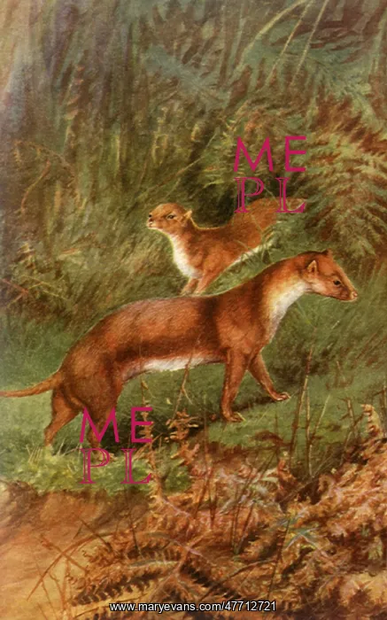  : Wild Weasels