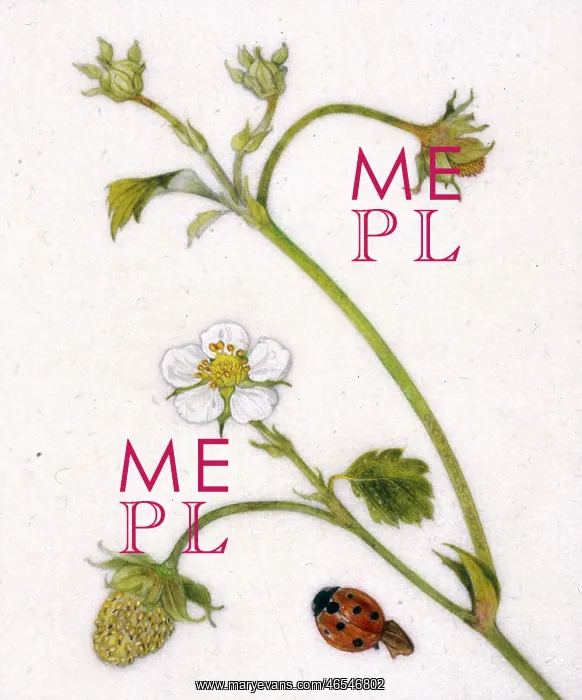 : Wild white strawberry and ladybird : Wild white strawberry and ladybird