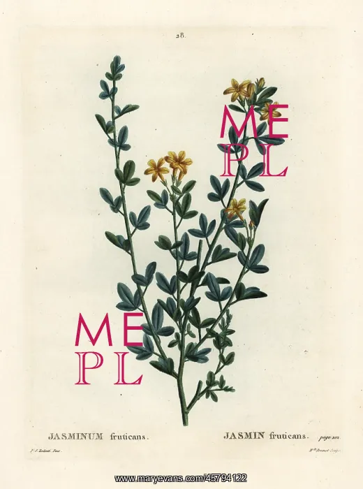 : Wild or yellow Jasmine, Jasminum fruticans : Wild or yellow Jasmine, Jasminum fruticans