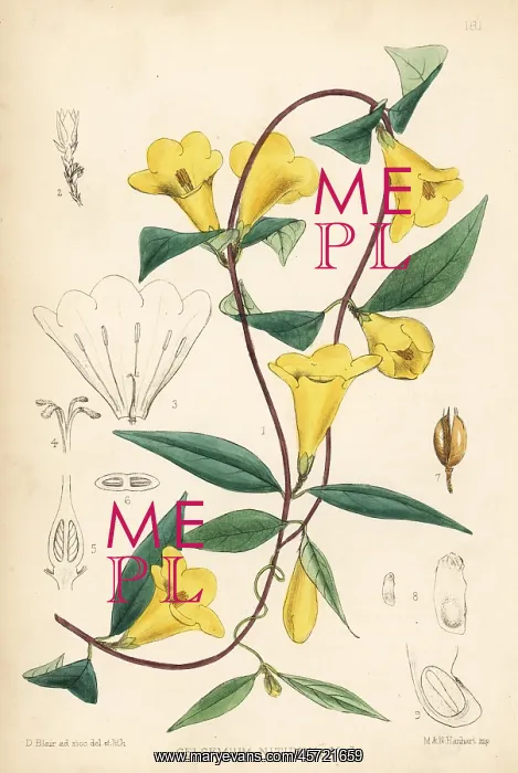 : Wild yellow jessamine or false jasmine, Gelsemium : Wild yellow jessamine or false jasmine, Gelsemium