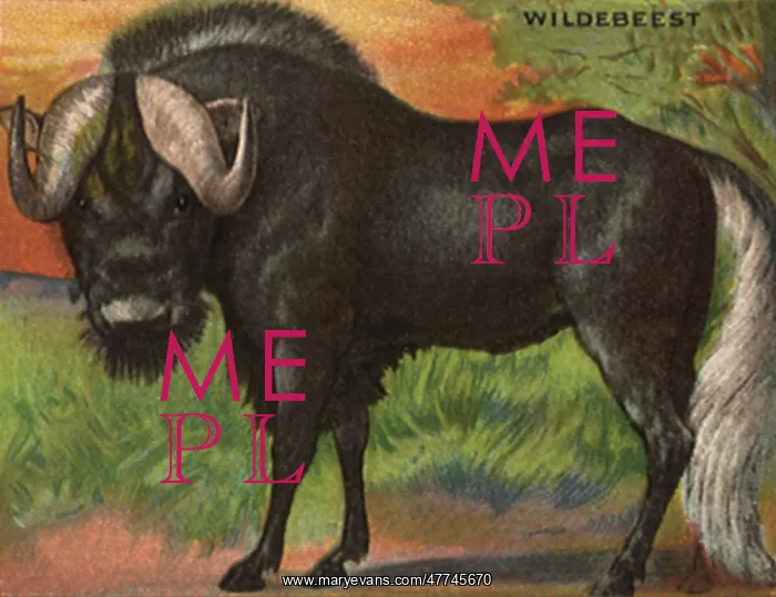  : Wildebeest