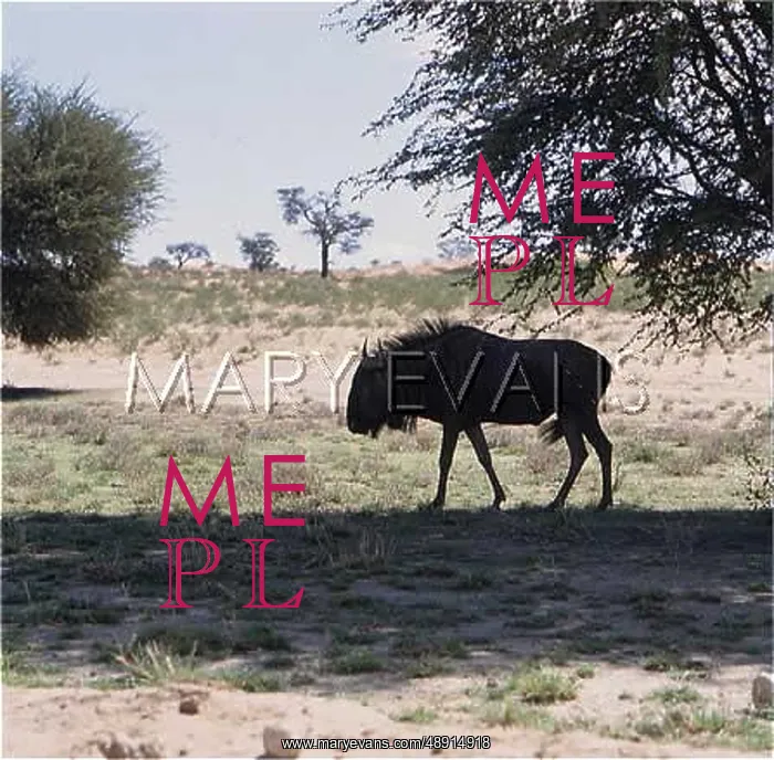 : WILDEBEEST SILHOUETTE : WILDEBEEST SILHOUETTE