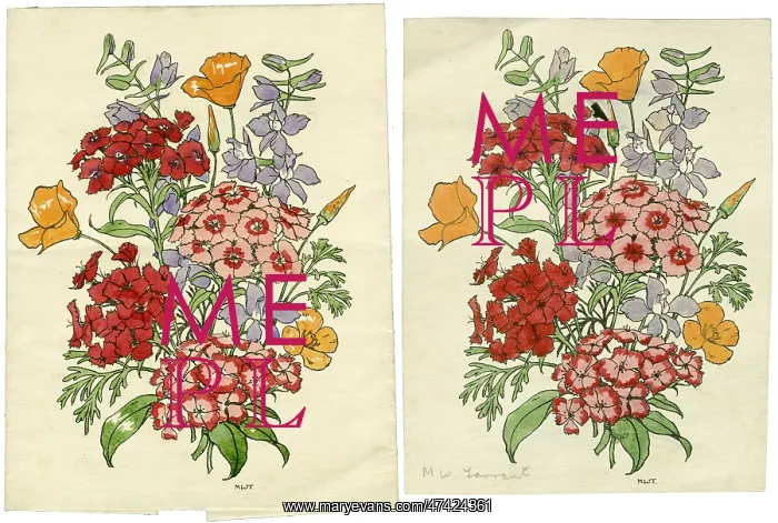  : Two Wildflower studies