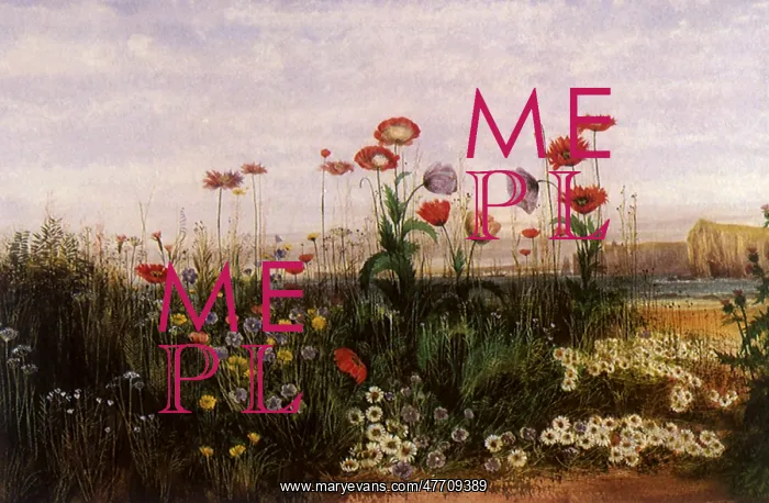  : Wildflowers