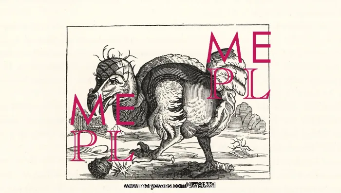 : Willem Bontekoe's illustration of the dodo : Willem Bontekoe's illustration of the dodo