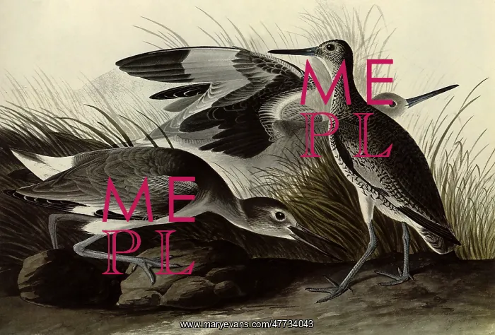  : Willets