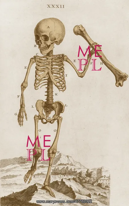 : William Cheselden, Osteographia, 1733 : William Cheselden, Osteographia, 1733