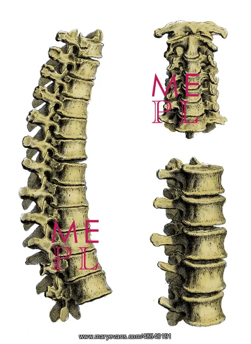 : William Cheselden, Osteographia, 1733 : William Cheselden, Osteographia, 1733