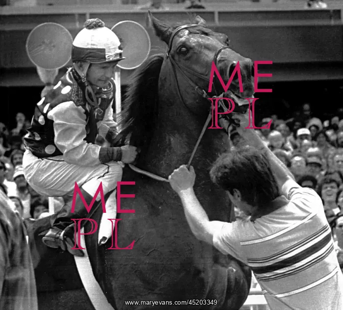 : Willie Shoemaker steadies his mount, War ? : Willie Shoemaker steadies his mount, War ?
