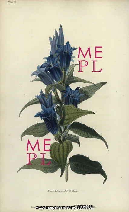 : Willow gentian, Gentiana asclepiadea : Willow gentian, Gentiana asclepiadea