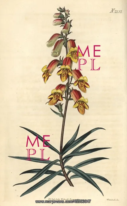 : Willow-leaved foxglove, Digitalis obscura : Willow-leaved foxglove, Digitalis obscura