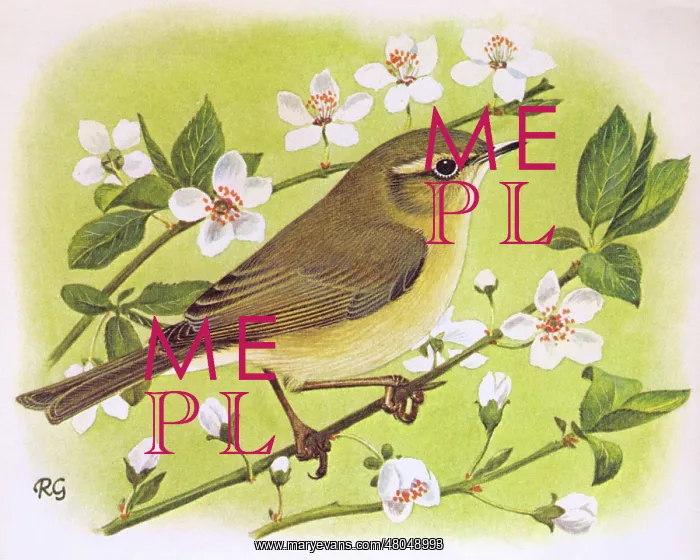 : Willow Warbler : Willow Warbler