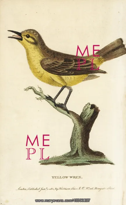 : Willow warbler, Phylloscopus trochilus : Willow warbler, Phylloscopus trochilus
