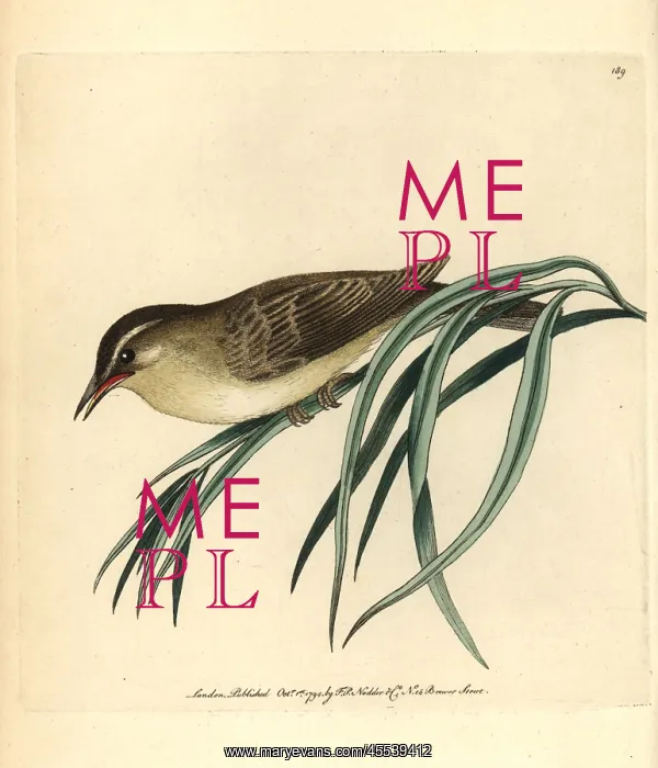 : Willow warbler, Phylloscopus trochilus : Willow warbler, Phylloscopus trochilus