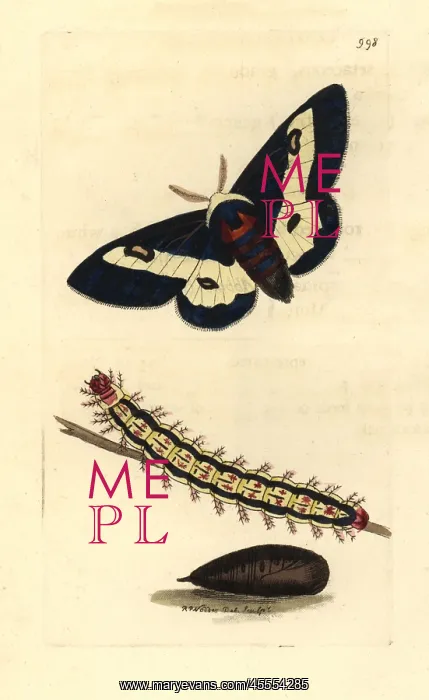 : Willowherb hawkmoth, Proserpinus proserpina : Willowherb hawkmoth, Proserpinus proserpina