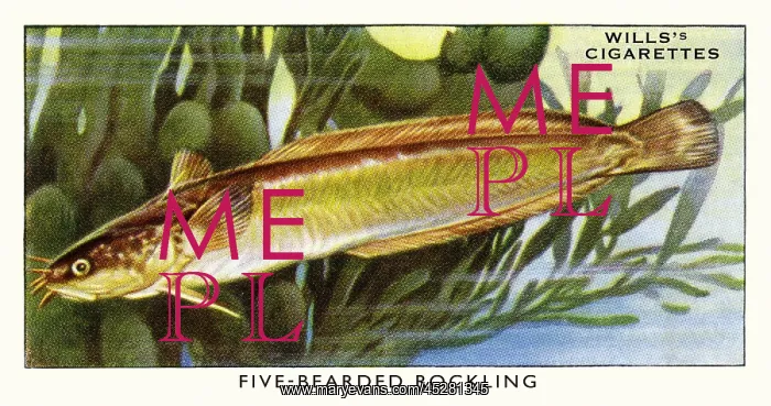  : Wills cigarette card - Five-bearded Rockling