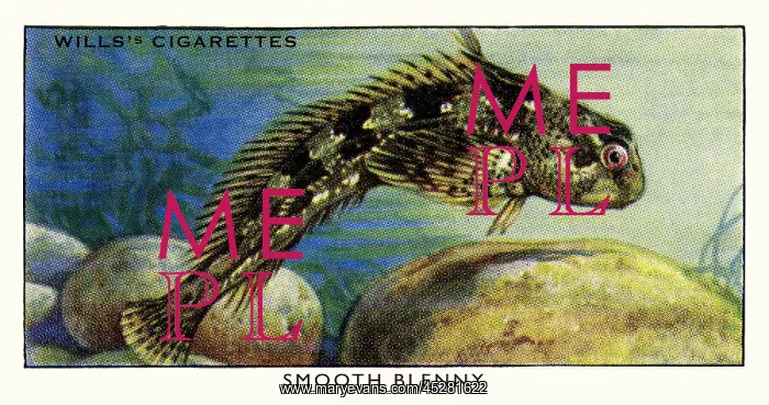  : Wills cigarette card - Smooth Blenny
