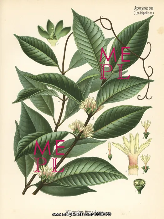 : Willughbeia coriacea : Willughbeia coriacea