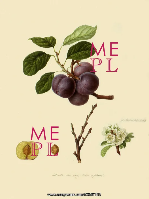 : Wilmot's New Orleans Plums : Wilmot's New Orleans Plums