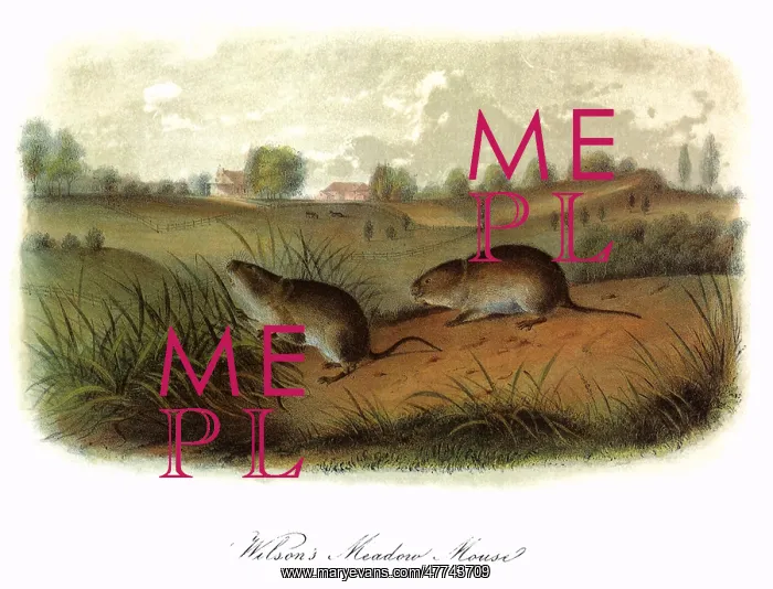 : Wilson's Meadow Mice : Wilson's Meadow Mice