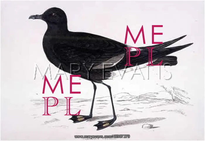  : WILSON'S PETREL (MORRIS)