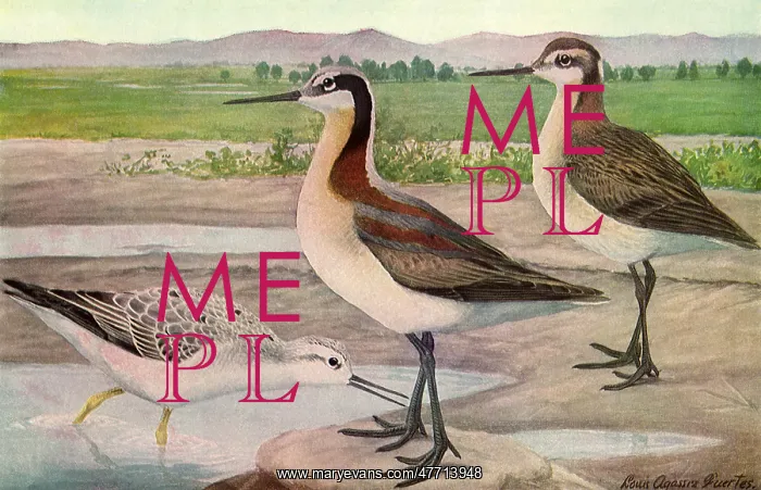  : Wilson's Phalarope