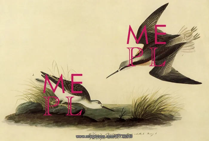 : Wilson's Phalarope : Wilson's Phalarope