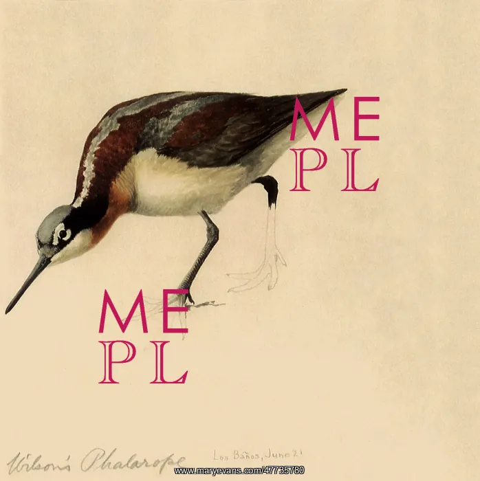 : Wilson's Phalarope, Phalaropus tricolor : Wilson's Phalarope, Phalaropus tricolor