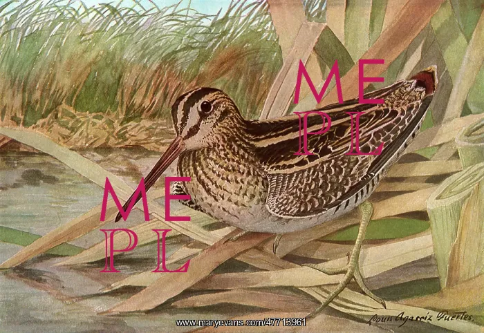  : Wilson's Snipe