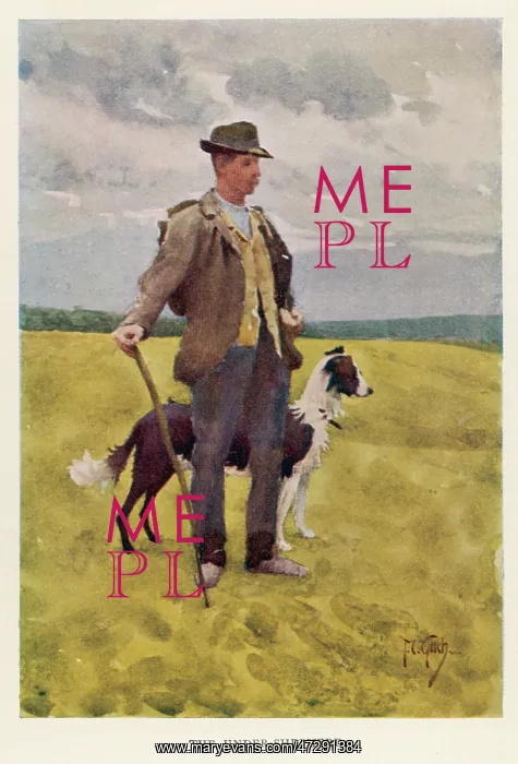  : WILTSHIRE SHEPHERD
