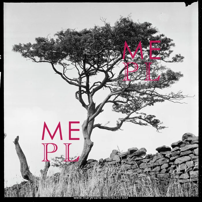 : A wind-swept tree beside a drystone wall : A wind-swept tree beside a drystone wall