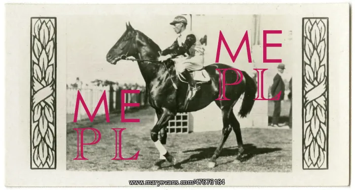 : Windbag, Australian race horse : Windbag, Australian race horse