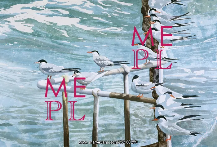  : Windblown Terns