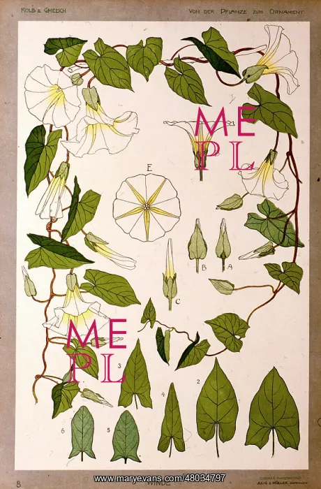 : Winde (Bindweed) by Kolb and Gmelich : Winde (Bindweed) by Kolb and Gmelich