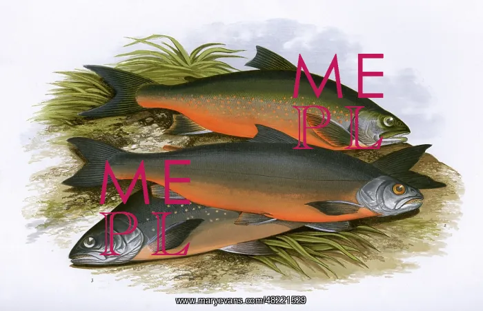 : Windermere Charr, Cole's Charr and Gray's Charr : Windermere Charr, Cole's Charr and Gray's Charr